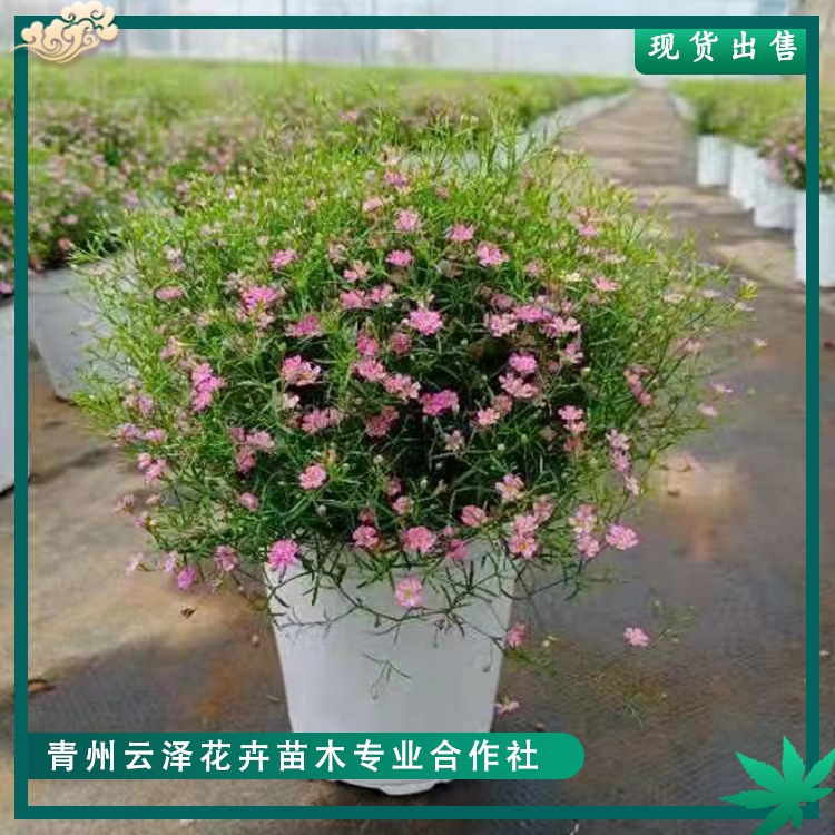 满天星苗种植基地云泽批发满天星小苗价格品质好