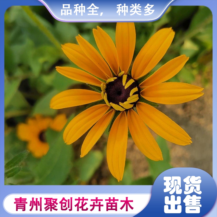 聚创批发金光菊小苗金光菊种植基地出售金光菊育苗