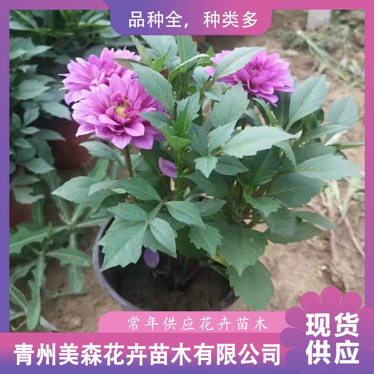 山东小丽花种植基地美森批发小丽花幼苗报价实惠