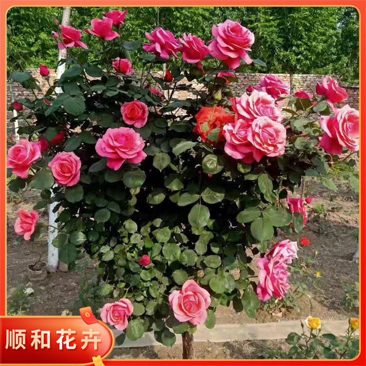 高杆月季批发价格顺和多色月季树三季开花重瓣