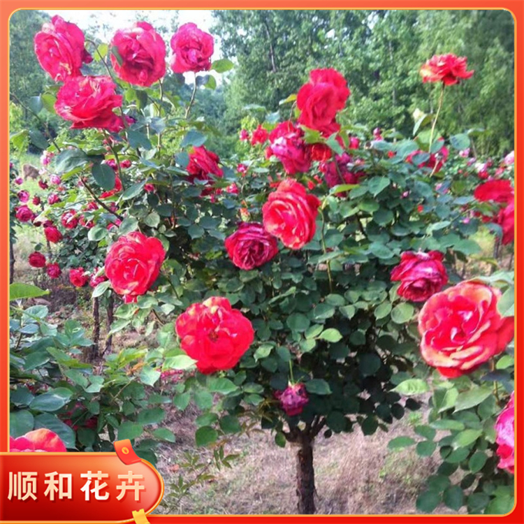 高杆月季批发价格顺和多色月季树三季开花重瓣