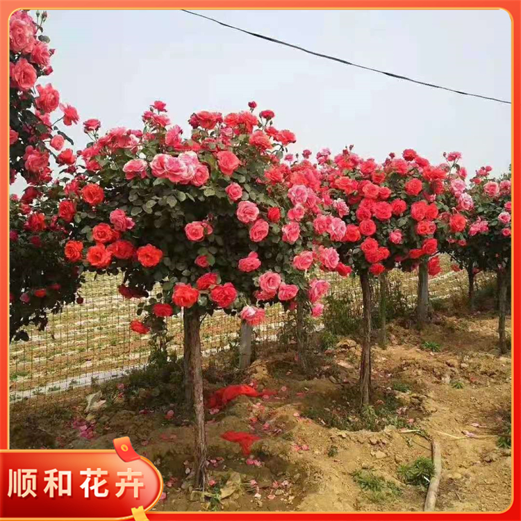 高杆月季批发价格顺和多色月季树三季开花重瓣