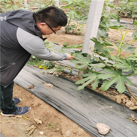 芭劳奈无花果苗种植技术乐耕农业芭劳奈无花果苗基地