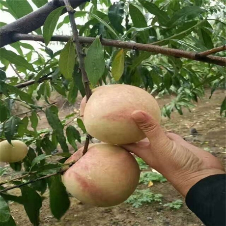 厂家供应雪桃树苗嫁接桃树苗品种雪桃树苗