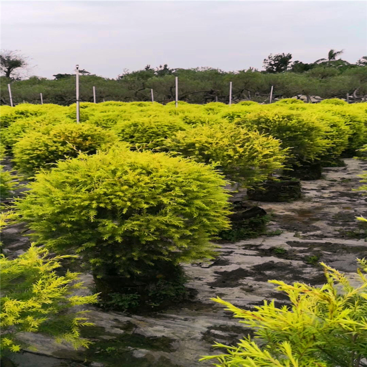 黄金宝树批发湿地绿化观赏彩叶树种千层金庭院绿篱种植黄金香柳球