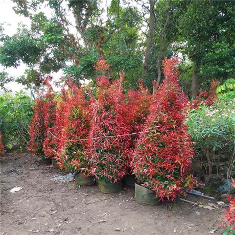 红车苗红枝蒲桃苗基地批发红车杯苗红枝蒲桃批发价格园林绿化红车规格