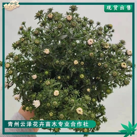 荷兰菊云泽多年生宿根花卉矮生草本植物栽植基地