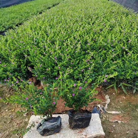 满天星袋苗观花绿植满天星花地被植物批发花卉苗绿化工程