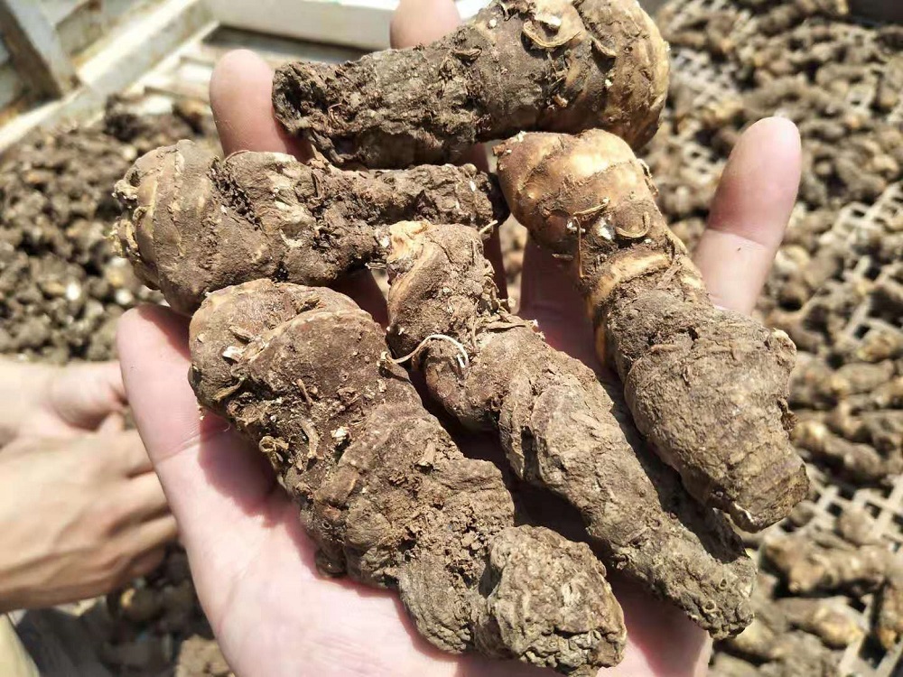 号称救命神草,市场400一斤,消肿止痛能防蛇虫叮咬,七叶一枝花效益好