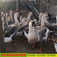 鹽源鵝苗批發 獅頭鵝苗養殖基地批發