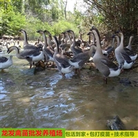 獅頭鵝苗批發 瑞麗鵝苗養殖基地批發