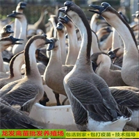 賀州鵝苗批發 獅頭鵝苗養殖基地品種多