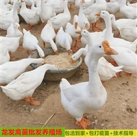 崇左鵝苗批發養殖基地 朗德鵝苗批發