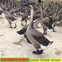 瑞麗鵝苗養殖基地批發 獅頭鵝苗批發