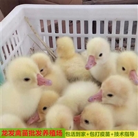 會理鵝苗養殖基地批發 三花鵝苗批發養殖基地