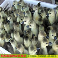 北海鵝苗養殖基地批發 獅頭鵝苗批發