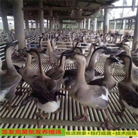 賀州鵝苗養殖基地品種多 獅頭鵝苗批發
