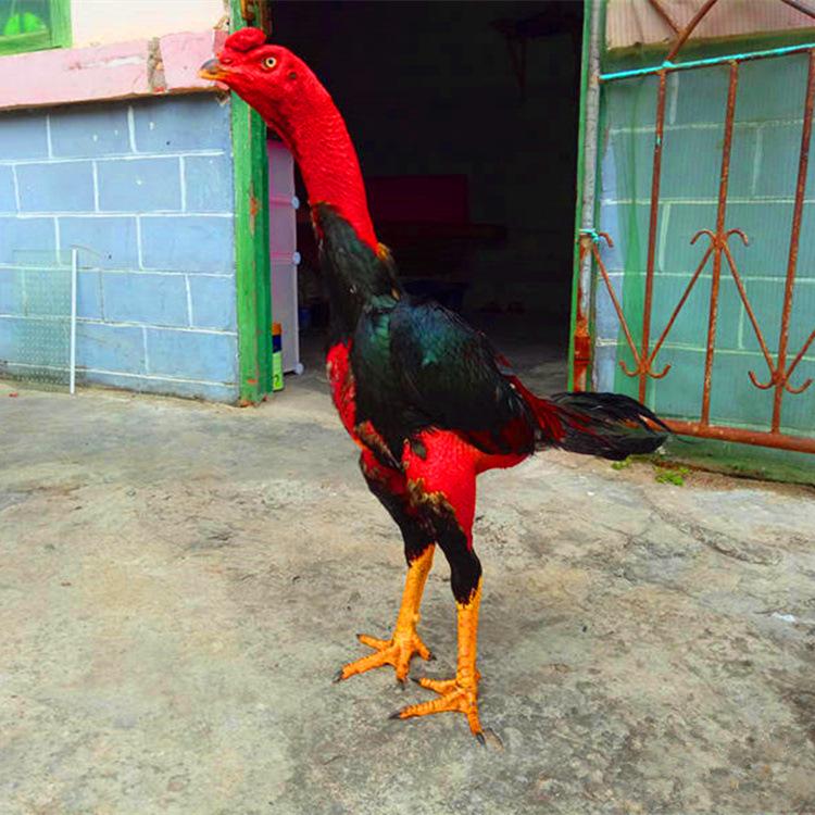 出售缅甸斗鸡大量景区斗鸡斗鸡越南斗鸡苗包活大量出售