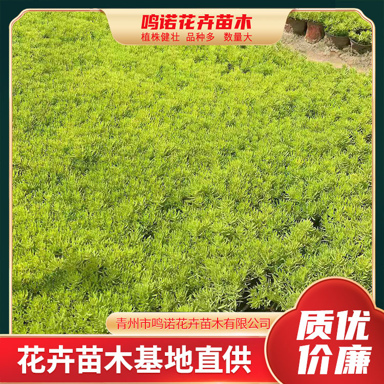 佛甲草鸣诺出售佛甲草苗子佛甲草供货商质量保障