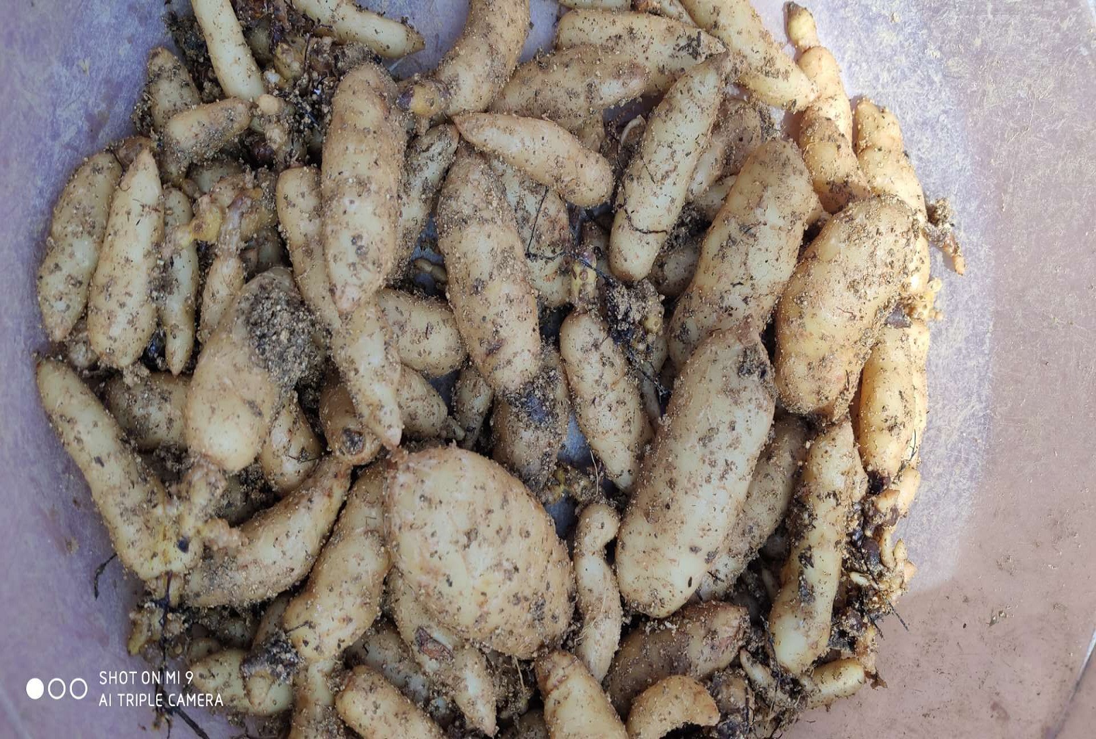江西上饶天麻竹节参栽培技术 鹰潭七叶一枝花种子种苗销售 赣州重楼野