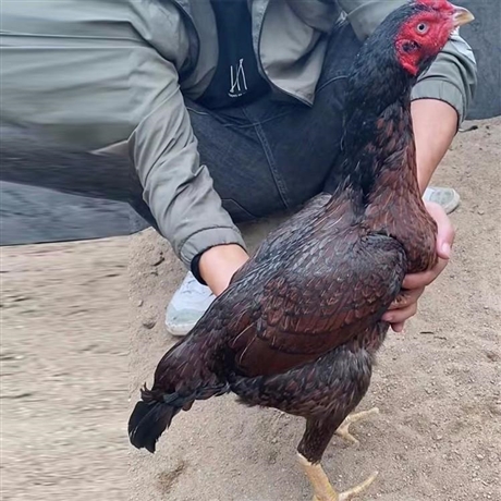 出售缅甸斗鸡大量景区斗鸡斗鸡越南斗鸡苗包活大量出售