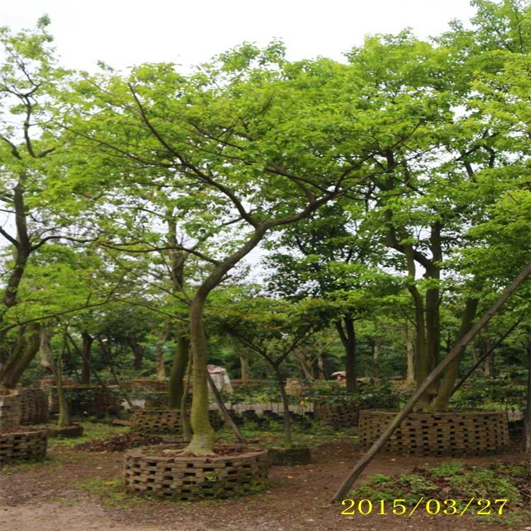 基地出售铁冬青 浙江斜飘铁冬青盆景 货源充足 让你采购无忧