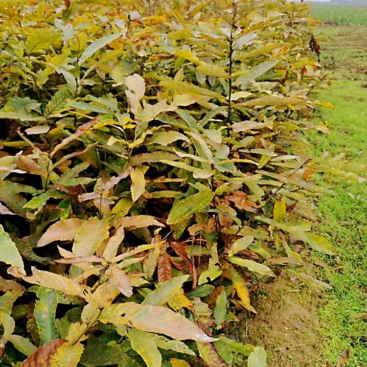 栓皮栎杯苗白麻栎小苗昊天栓皮栎苗木基地