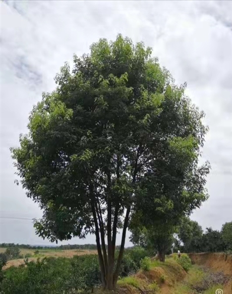 河北香樟丛生香樟供应各种规格香樟树