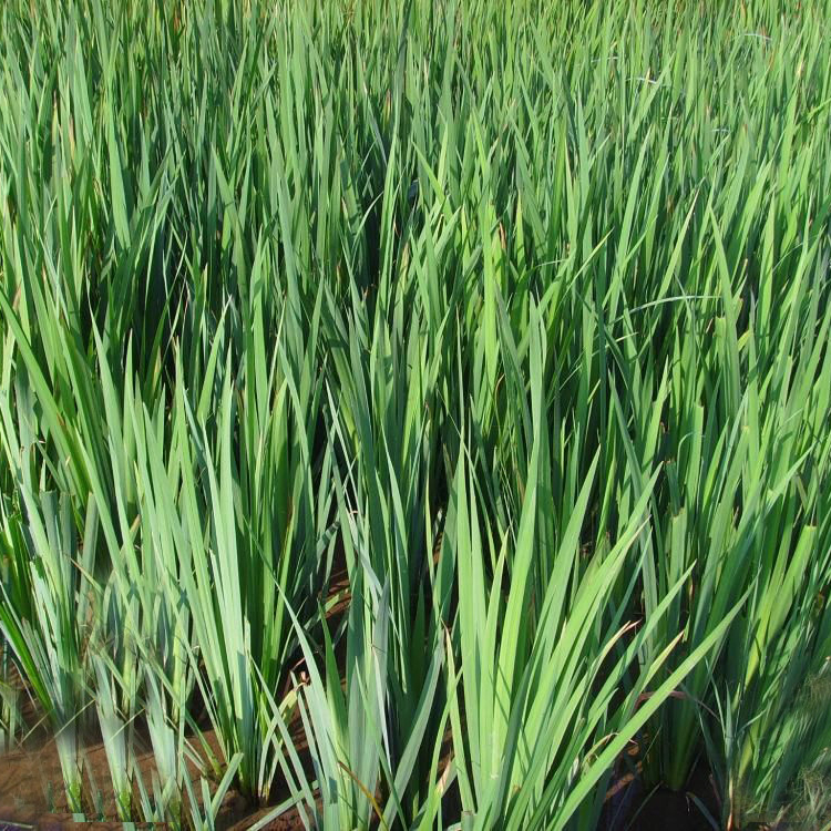 香蒲经济价值较高,花粉即蒲黄入药;叶片用于编织,造纸等;幼叶基部和根