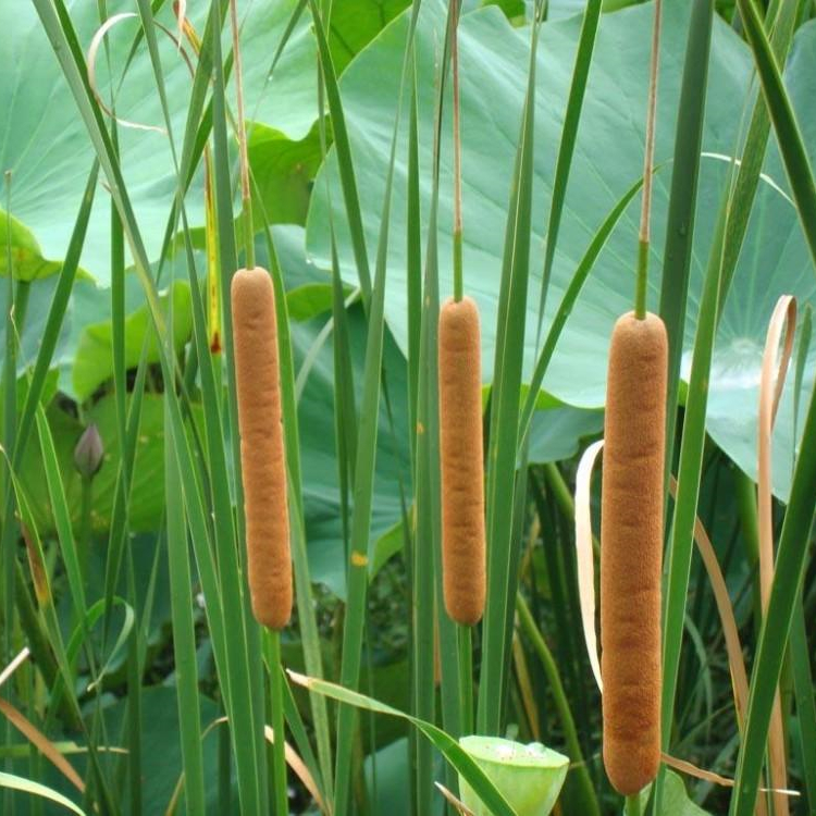 香蒲(学名:typha orientalis presl)香蒲科香蒲属的一个种,多年生水生
