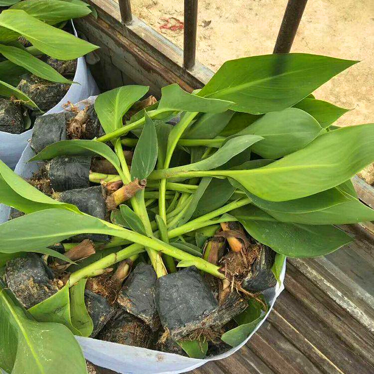 基地批发美人蕉江西美人蕉小苗袋苗宿根花卉地被植物