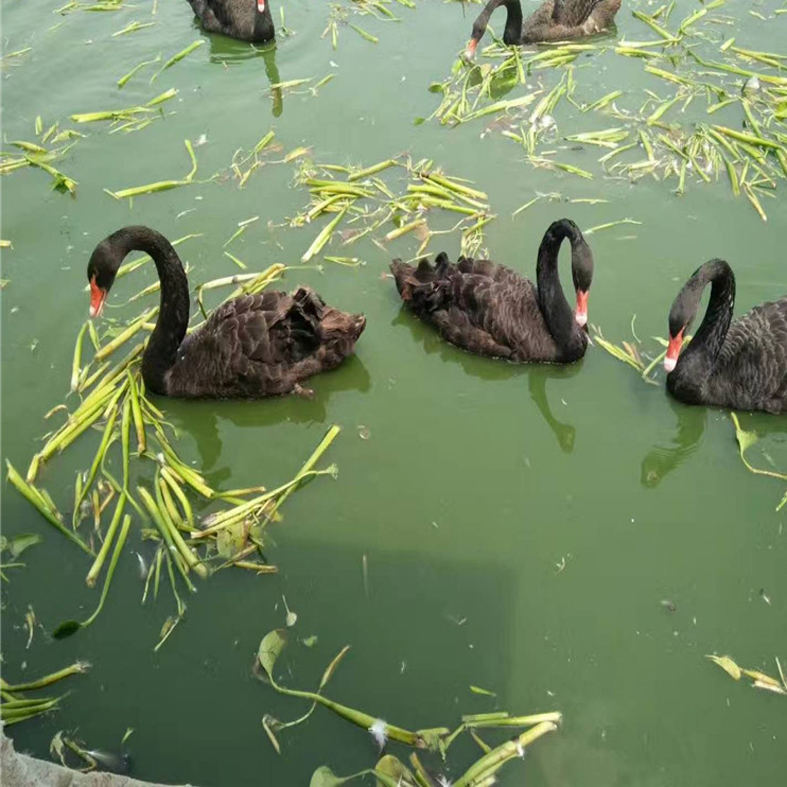 上海市出售脱温黑天鹅苗旅游区展览黑天鹅济宁东瑞养殖