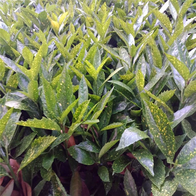 出售洒金珊瑚苗 四川洒金珊瑚美植袋苗 绿化工程地被公园植物