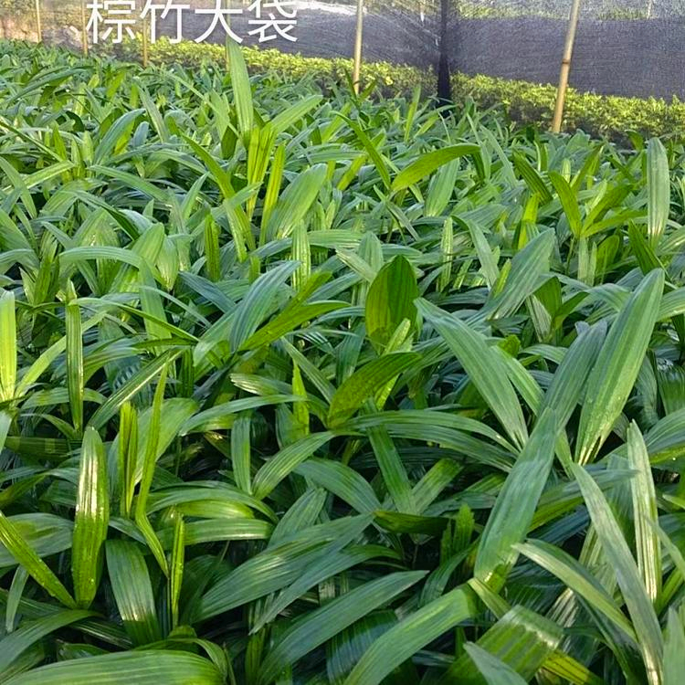 大量供应棕竹苗福建棕竹移植苗量小可配货提供栽种任务