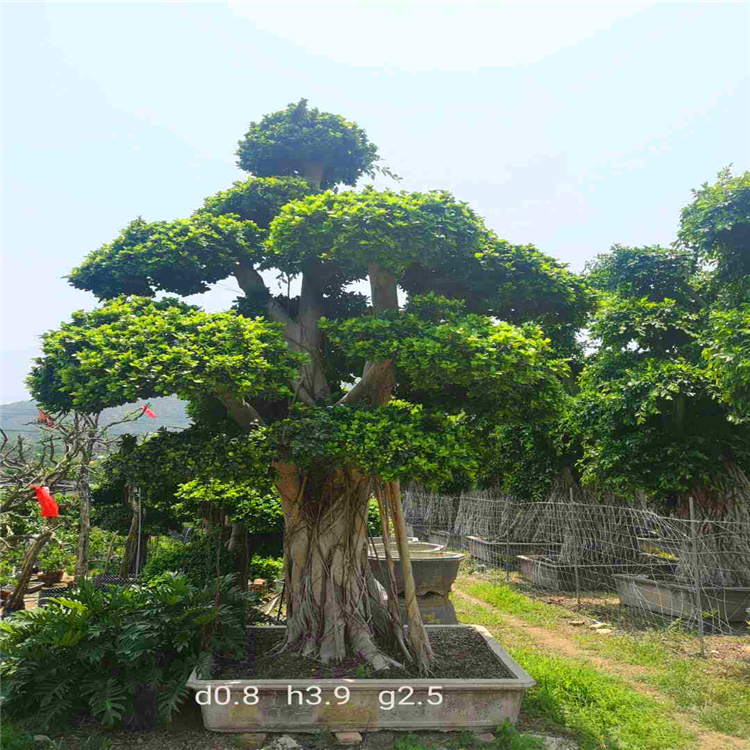 广东供应小叶榕 景观树榕树桩景 此信息长期有效