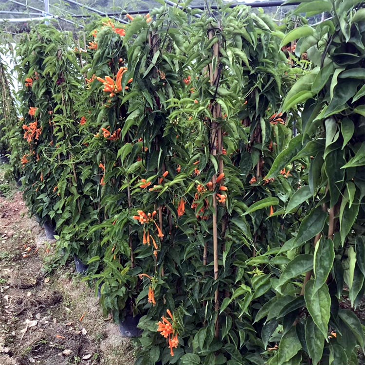 批发炮仗花苗 爬藤炮仗花 四季开花庭院植物 园林绿化苗木供应