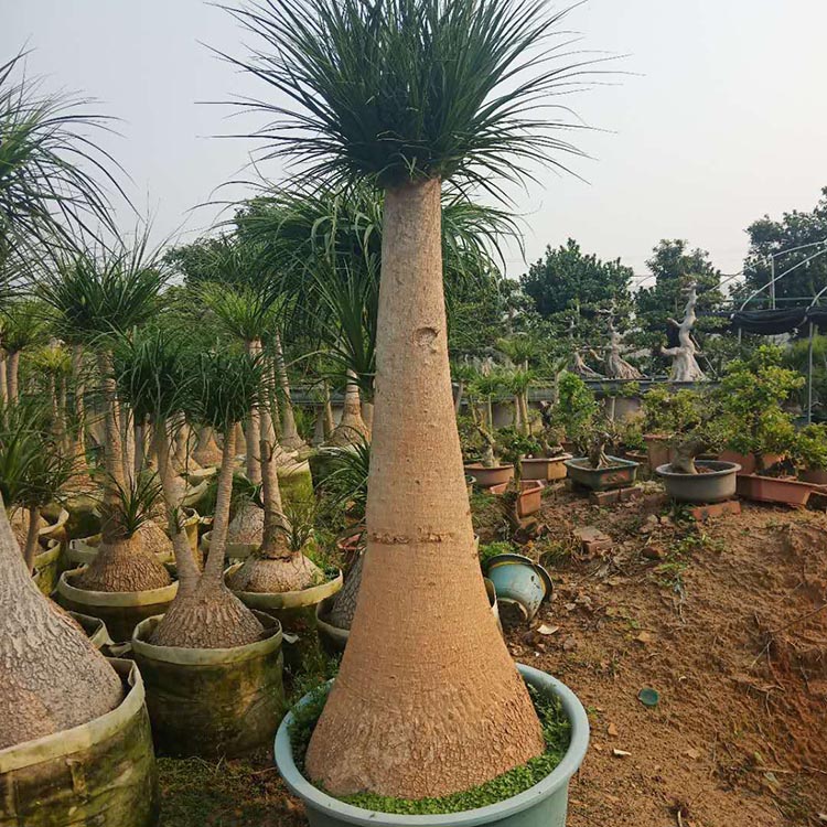 大型酒瓶兰种植基地批发各种规格酒瓶兰容器苗移植多头酒瓶兰盆景