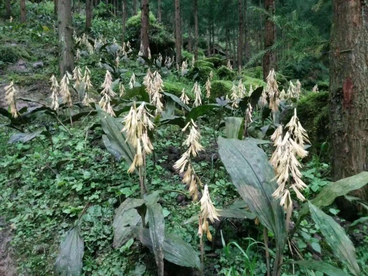 这种兰花根部像大蒜,人称冰球子毛慈菇,是名贵的中药材,现在一千多