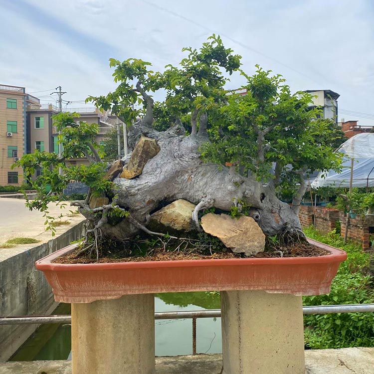 老树榆树古桩盆景庭院景观树桩景造型榆树盆栽多种造型树桩