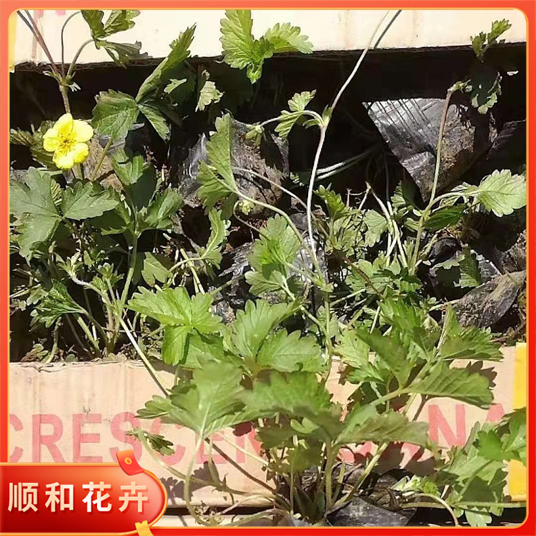 三叶委陵菜耐阴地被三叶委陵菜产地源头顺和