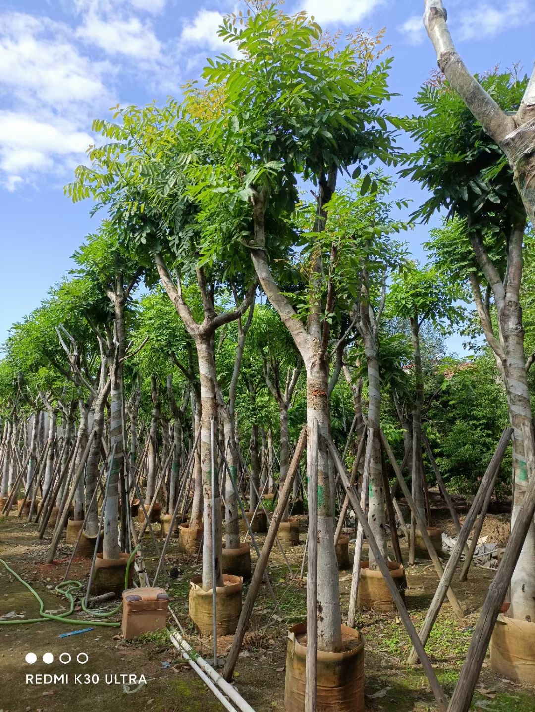 河南苗圃出售桃花心木 移植桃花心木树 行道庭院园林