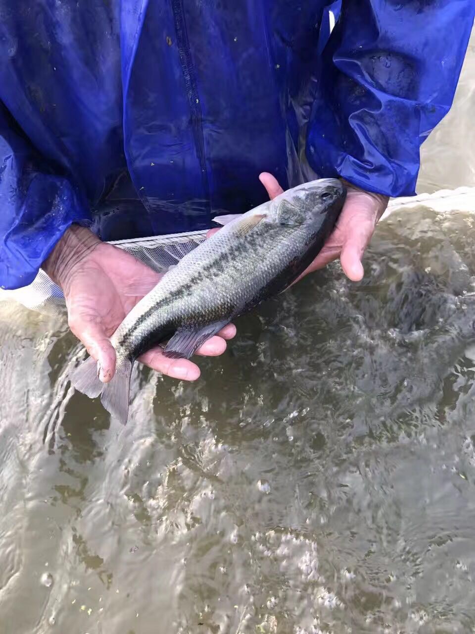 保定求购加州鲈鱼苗 河北淡水鲈鱼苗 帆布池养殖鲈鱼苗