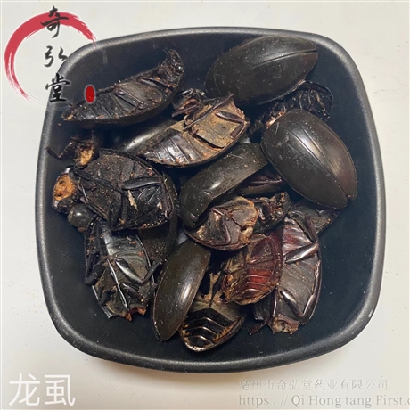 中药材龙虱龙虱的药用价值