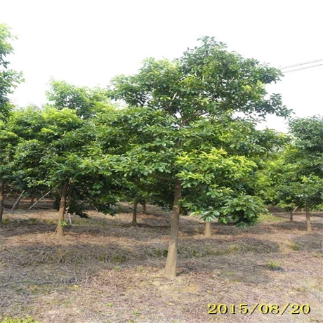 重庆基地供应铁冬青造型铁冬青盆景园林绿化好帮手