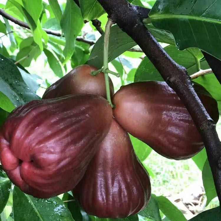 黑糖芭比莲雾苗莲雾小苗台湾黑金刚莲雾嫁接苗农户种植销售