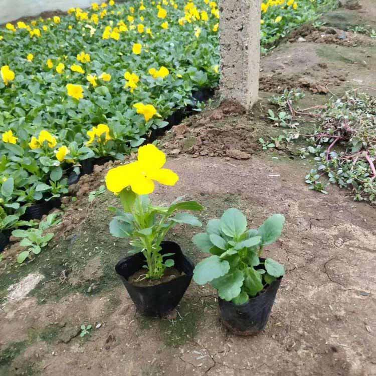 出售草花三色堇杯苗三色堇颜色漂亮花型好适合公园小区道路绿化