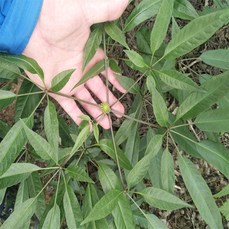 新疆博尔塔拉竹节参人工种植野桑黄市场行情白芨八角莲的作用功效