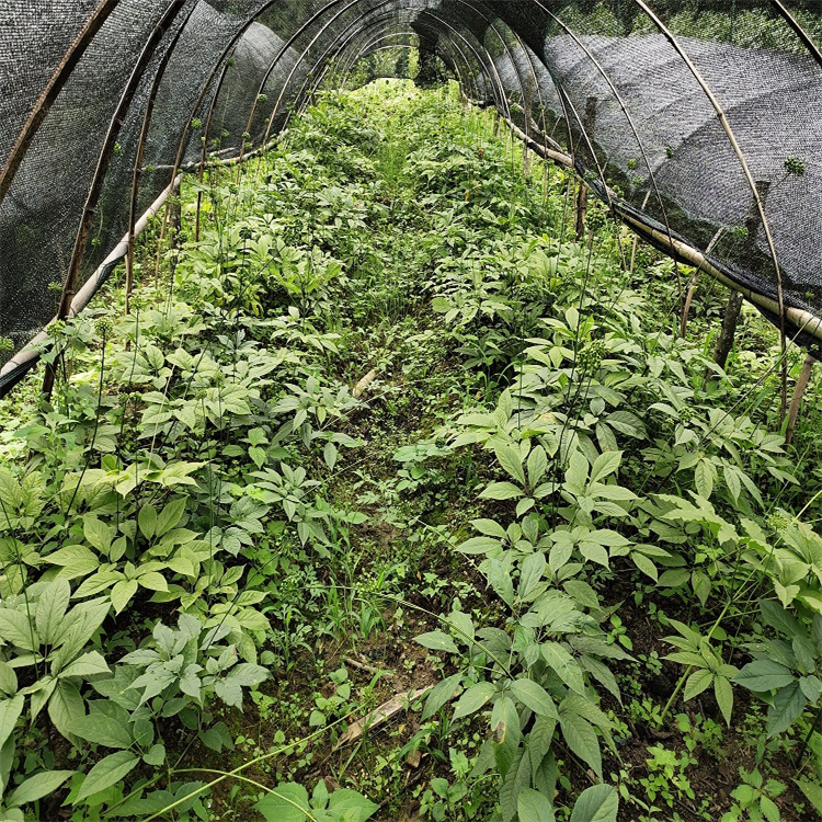 广东惠州竹节参种植季节野桑黄市场行情白芨八角莲的作用功效