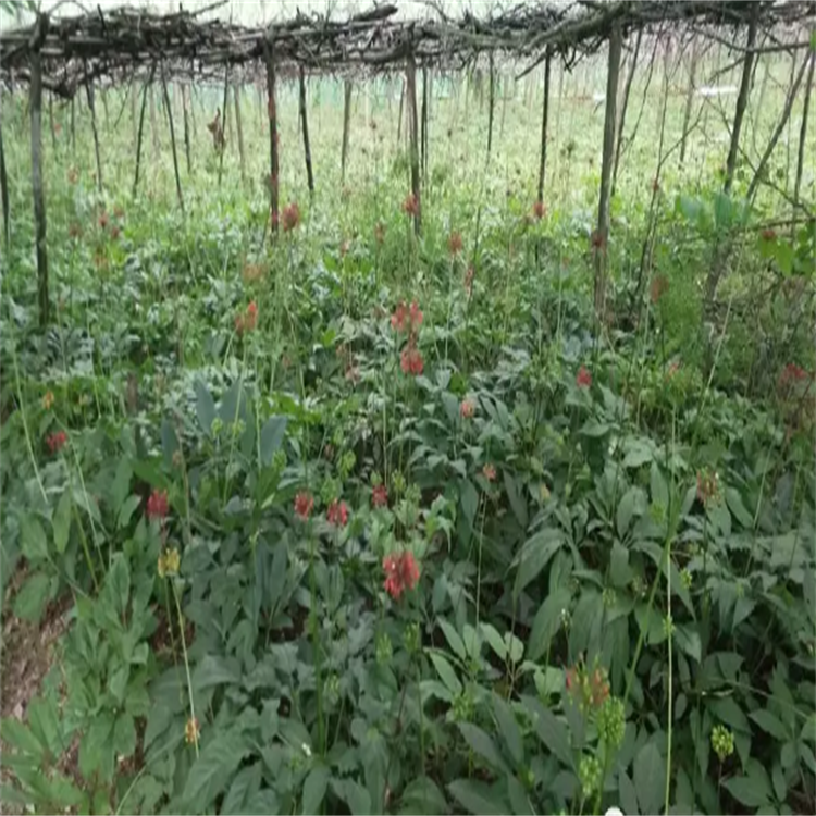 四川眉山彭山竹节参天麻种植视频重楼黄精种植技术地苦胆白芨种植技术