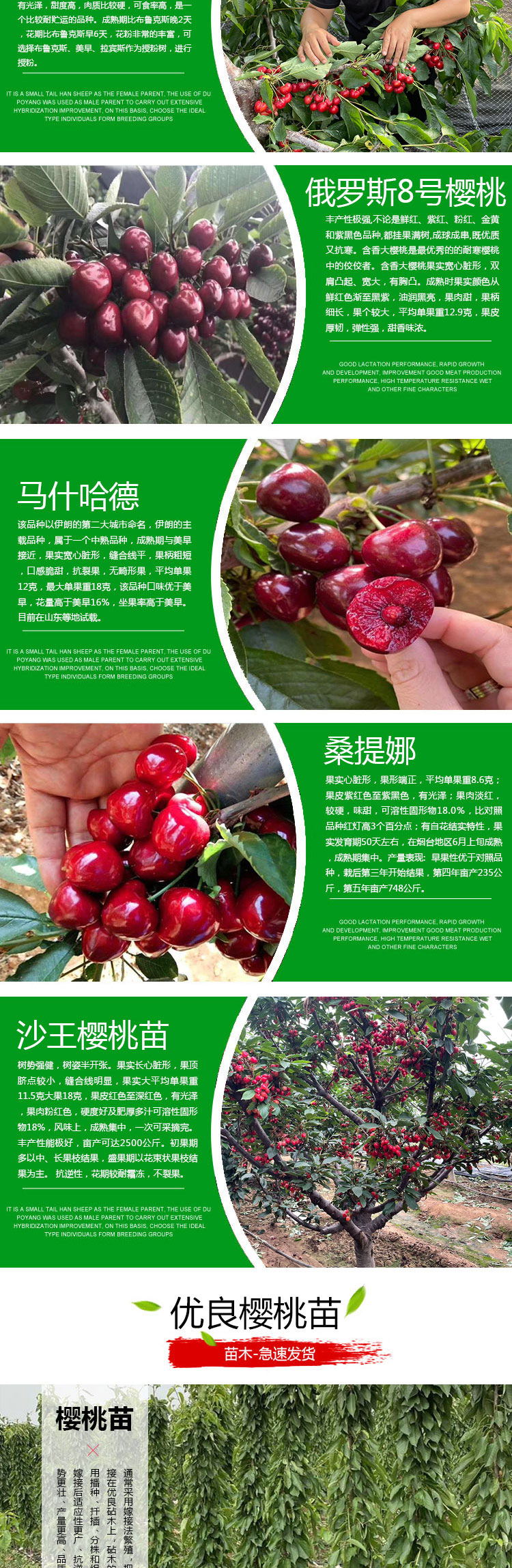 俄罗斯8号樱桃苗新品上市一公分马什哈德樱桃苗34年生瑞德大樱桃苗